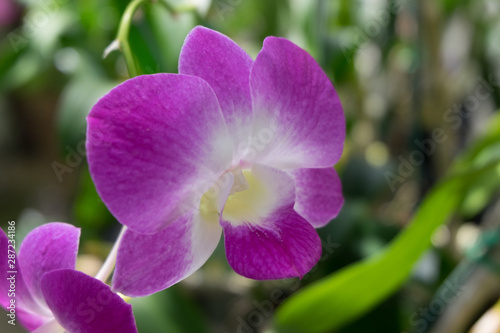 Lavender Orchid in Sonnenberg Mansion