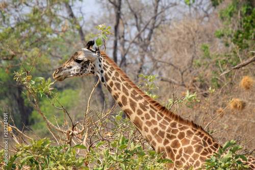 Giraffe Munching on a Tree