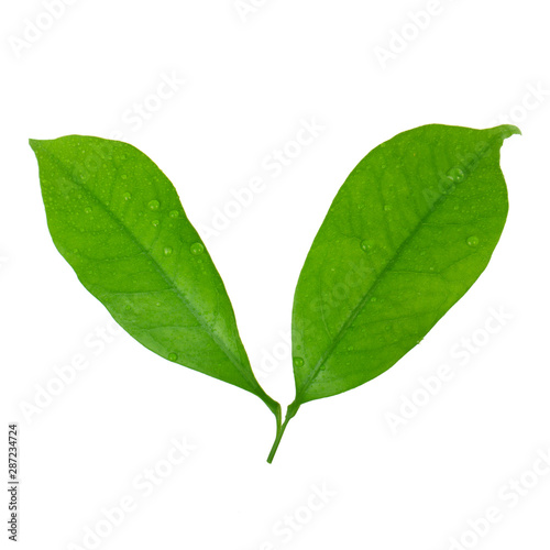 two leaves of lychee isolated on white background