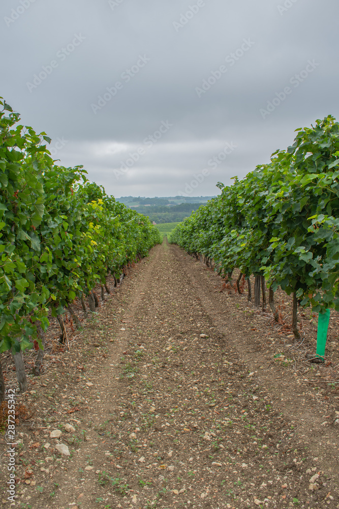 landscape of vineyard french countryside valley landscape of vineyard french countryside valley