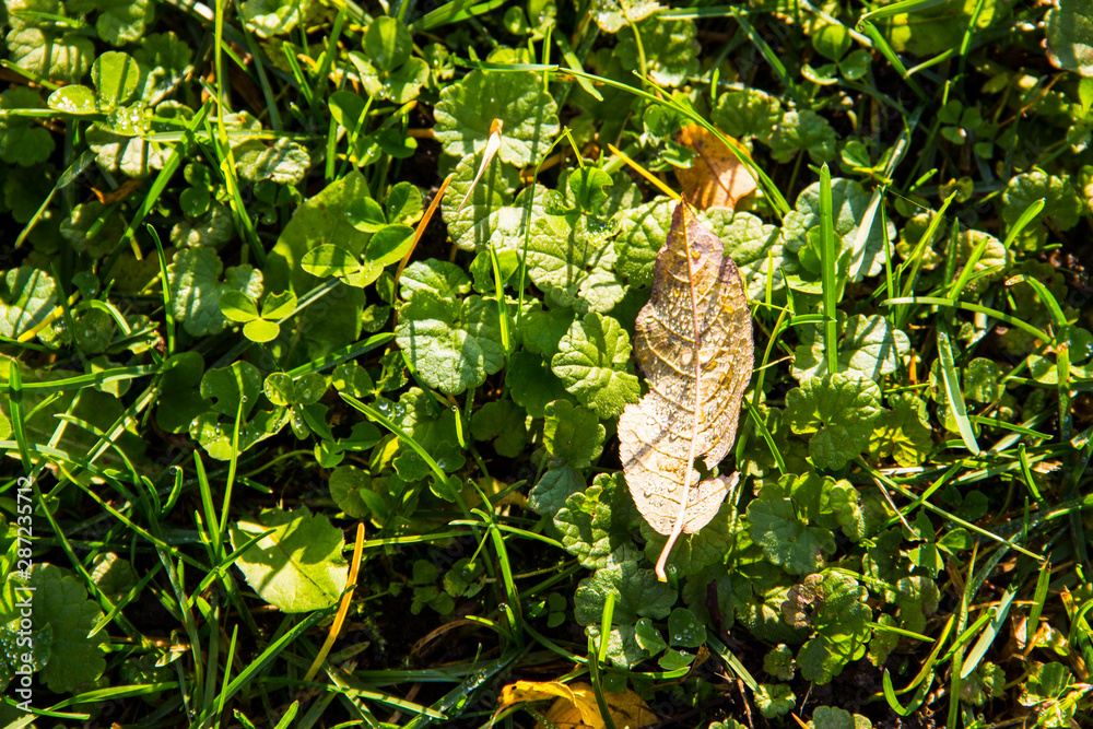 Autumn leaves background. Yellow leaf lie on the green grass, top view, close up, soft focus. Nature, ecology concept. Wonderland autumn scene. Autumn leaves background. Yellow leaf lie on the green grass, top view, close up, soft focus. Nature, ecology concept. Wonderland autumn scene.