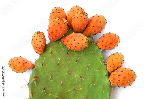 Prickly and delicious edible fruits. Opuntia cactus with large flat pads and red thorny edible fruits. Cactaceae. Prickly pears Sabra cacti  on white