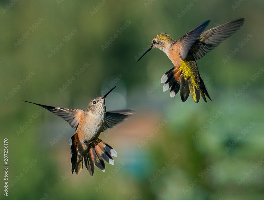 Fototapeta premium Fight at the Feeder