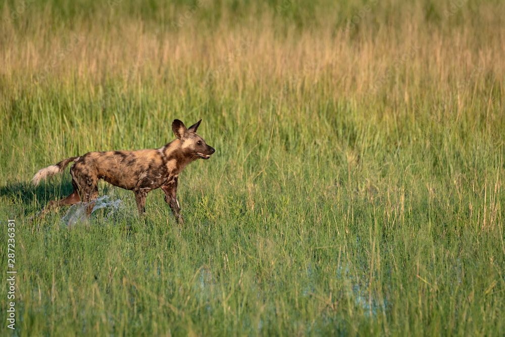 African wild dog hunting in the Okavango Delta flooded grasslands in Botswana. African wild dog hunting in the Okavango Delta flooded grasslands in Botswana.