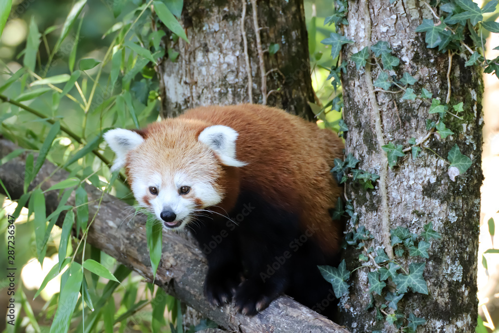 Fototapeta premium Portrait de Panda roux 