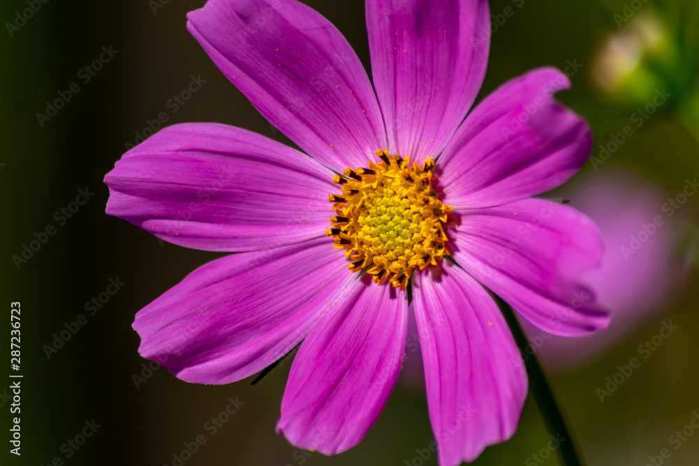 Pinkfarbene Blüte in voller Schönheit mit weit geöffneten Blütenblättern und gelben Stempeln voller Blütenpollen lädt Insekten wie Bienen und Hummeln zur Nektarsuche und Honigproduktion ein