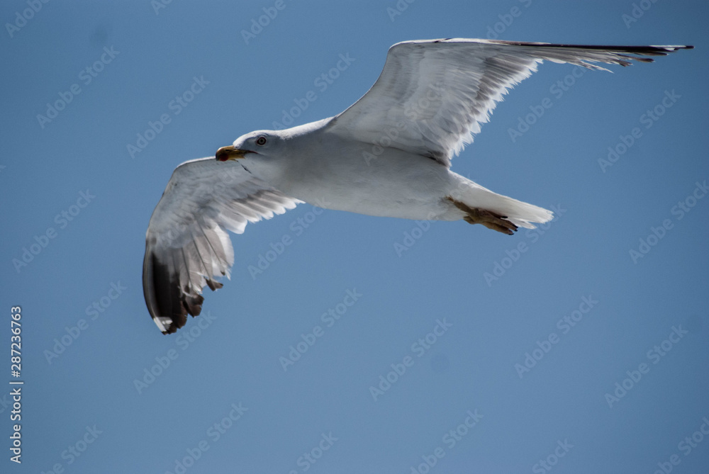 Obraz premium SONY DSC