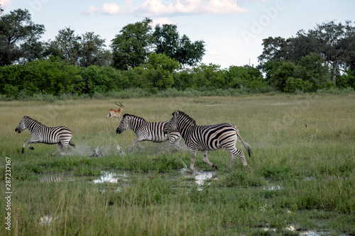Zebra running through the flooded grassland on the Okavango Delta  Botswana.