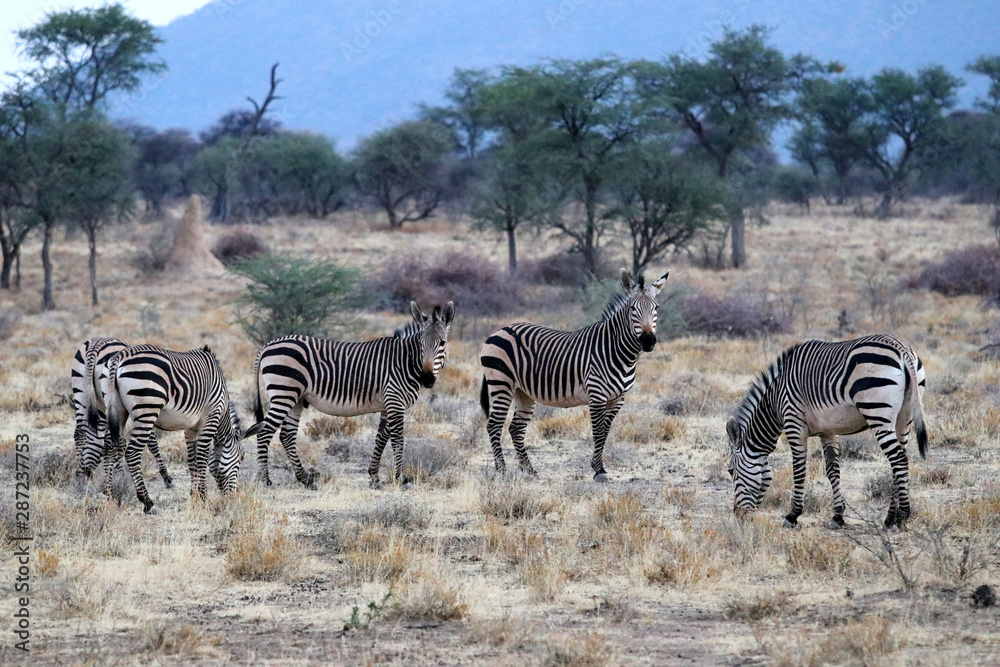 Obraz premium Hartmann's mountain zebra (Equus zebra hartmannae) - Namibia Africa