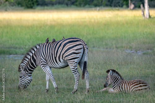 Mother zebra with foal.  Image taken in the Okavango Delta  Botswana.