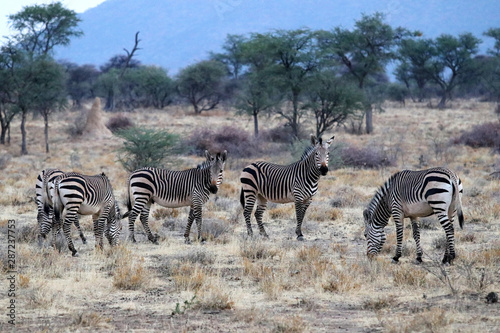 Hartmann s mountain zebra  Equus zebra hartmannae  - Namibia Africa