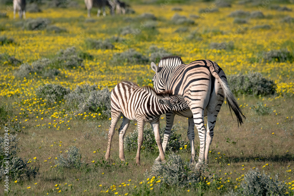 Naklejka premium Mother zebra and nursing foal. Image taken on the Okavango Delta, Botswana.