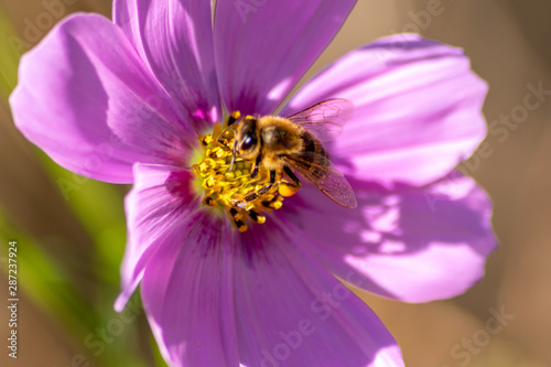 Fleißige Biene bestäubt bei der Nektarsuche mit Blütenpollen die violette Blüte in voller Blütenpracht und offener Blüte isoliert im Sonnenschein