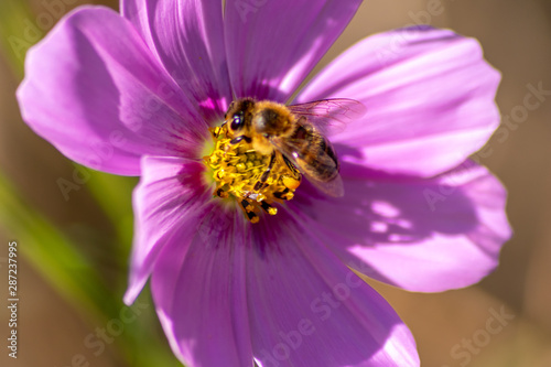 Fleißige Biene bestäubt bei der Nektarsuche mit Blütenpollen die violette Blüte in voller Blütenpracht und offener Blüte isoliert im Sonnenschein