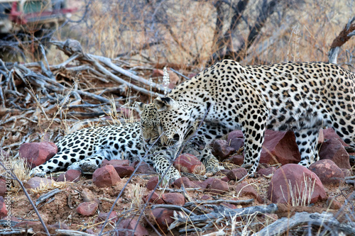 two leopards - Namibia Africa