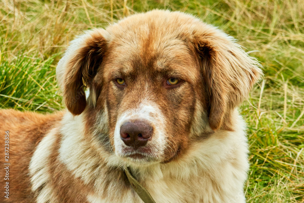 herd dogs close up in mountain meadow