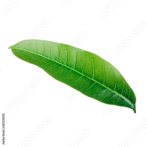 green leaf of mango isolated on white background