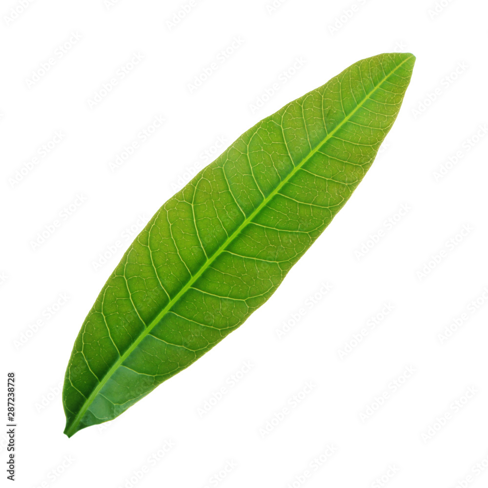 Obraz premium green leaf of mango isolated on white background