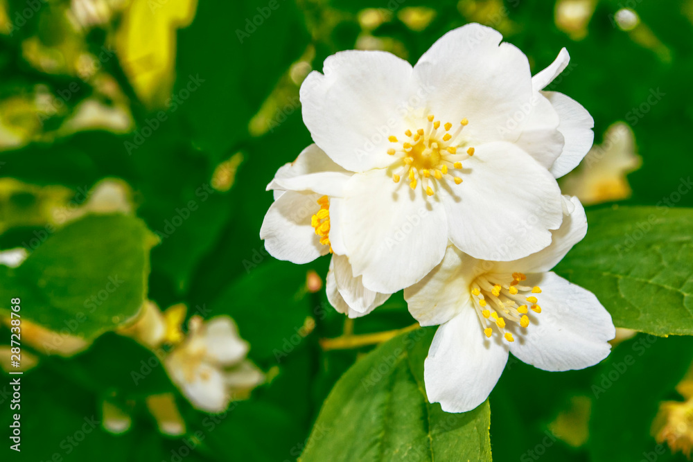 White jasmine The branch delicate spring flowers White jasmine The branch delicate spring flowers