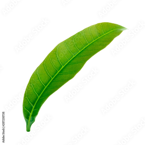 green leaf of mango isolated on white background