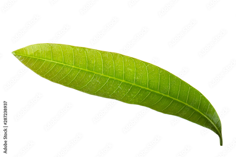 Fototapeta premium green leaf of mango isolated on white background