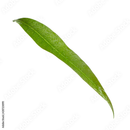 green leaf of mango  isolated on white background