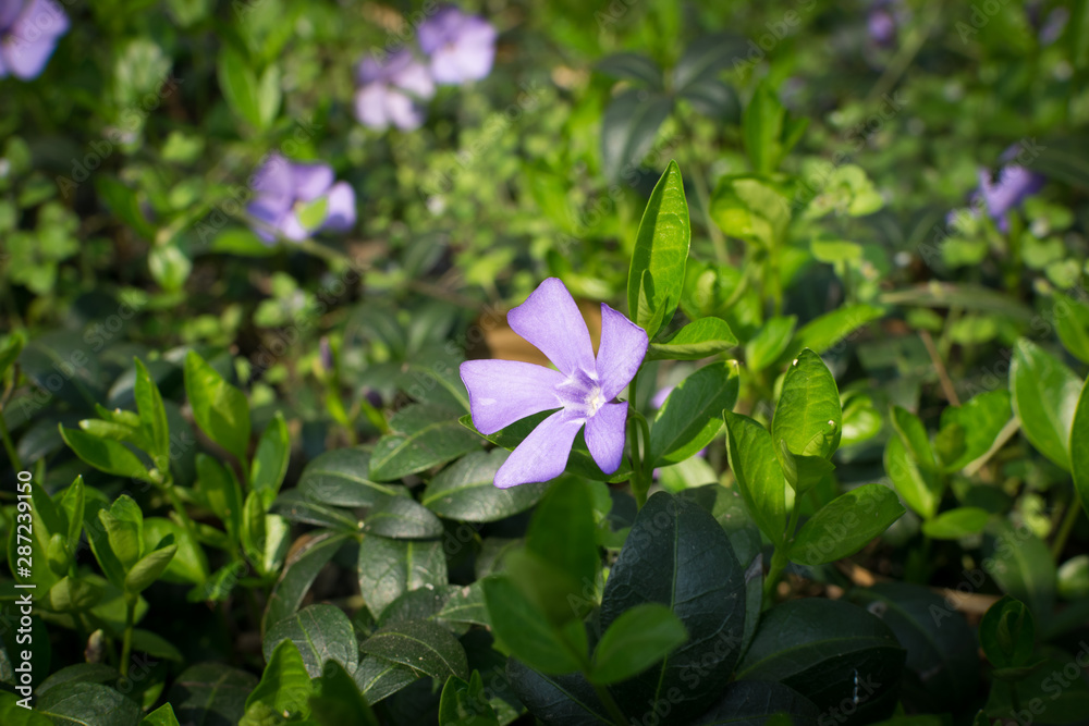 Blue botanical periwinkle plant or vinca minor close up Blue botanical periwinkle plant or vinca minor close up