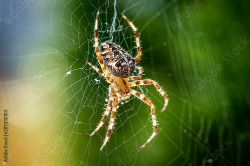 Nahaufnahme einer Kreuzspinne im Spinnennetz