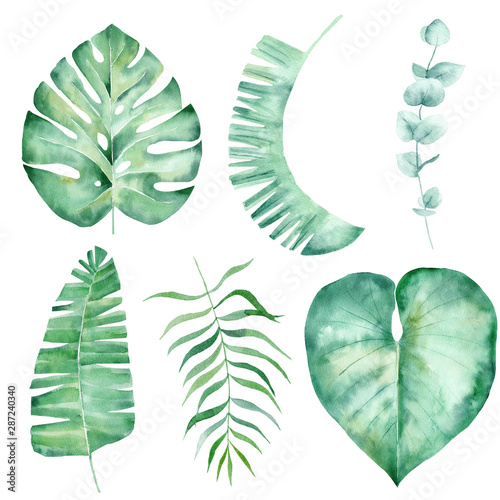 Jungle foliage hand drawn watercolor raster illustration set