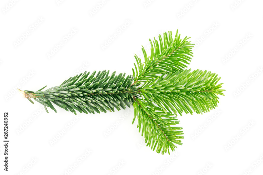 Natural green spruce twig background or texture Natural green spruce twig background or texture