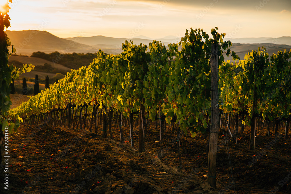 Fototapeta premium Beautiful sunset over vineyards.