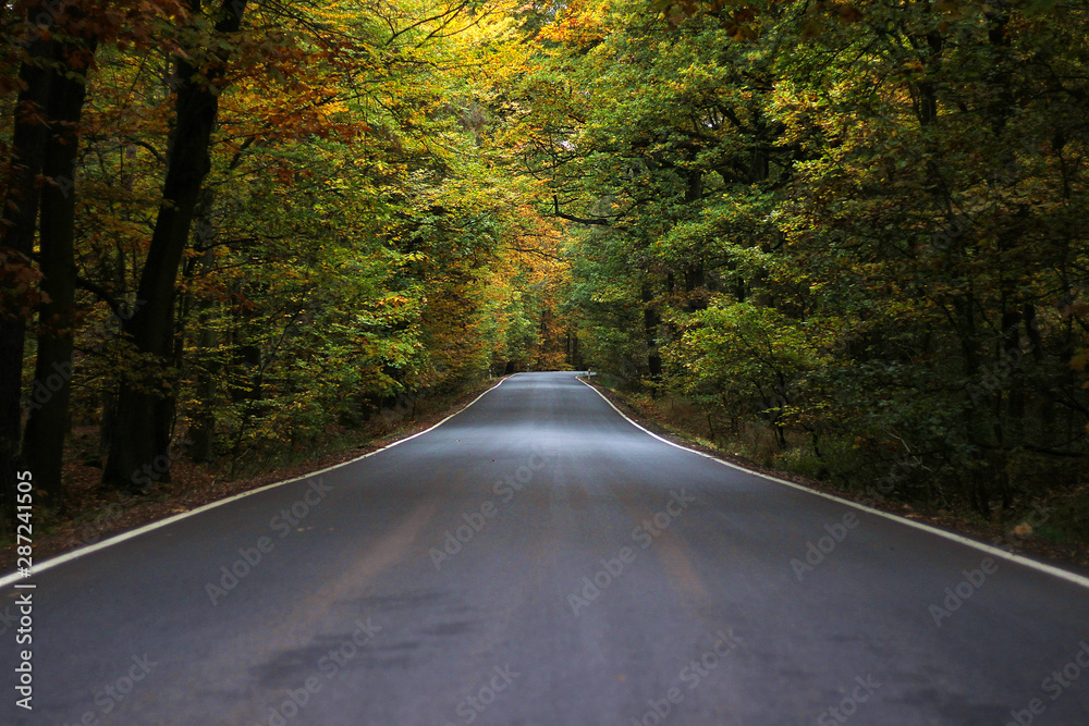 Fototapeta premium road in the forest in autumn.