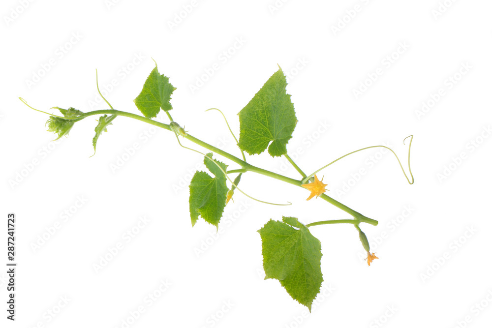 Fototapeta premium green twig of cucumber with leaves isolated on white background