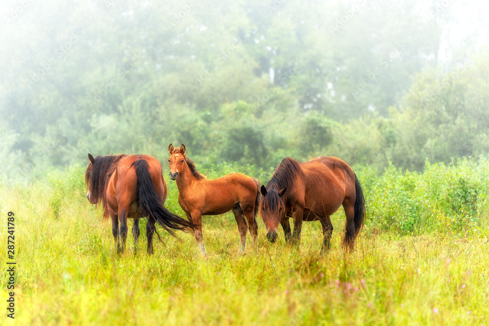 Obraz premium Herd of horses grazing in a meadow in the mist