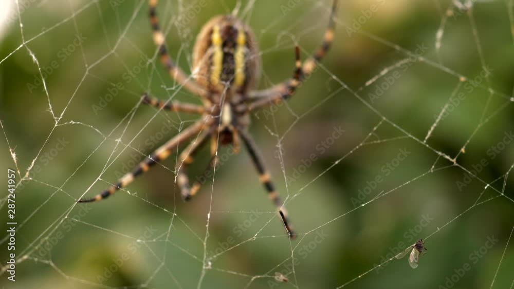 Shallow focus. Wasp Spider Argiope Bruennichi. cobweb insect with yellow stripes eating prey. Wasp caught in web. Tiger, zebra. process of sucking juice from insect. life of animals wild nature Shallow focus. Wasp Spider Argiope Bruennichi. cobweb insect with yellow stripes eating prey. Wasp caught in web. Tiger, zebra. process of sucking juice from insect. life of animals wild nature