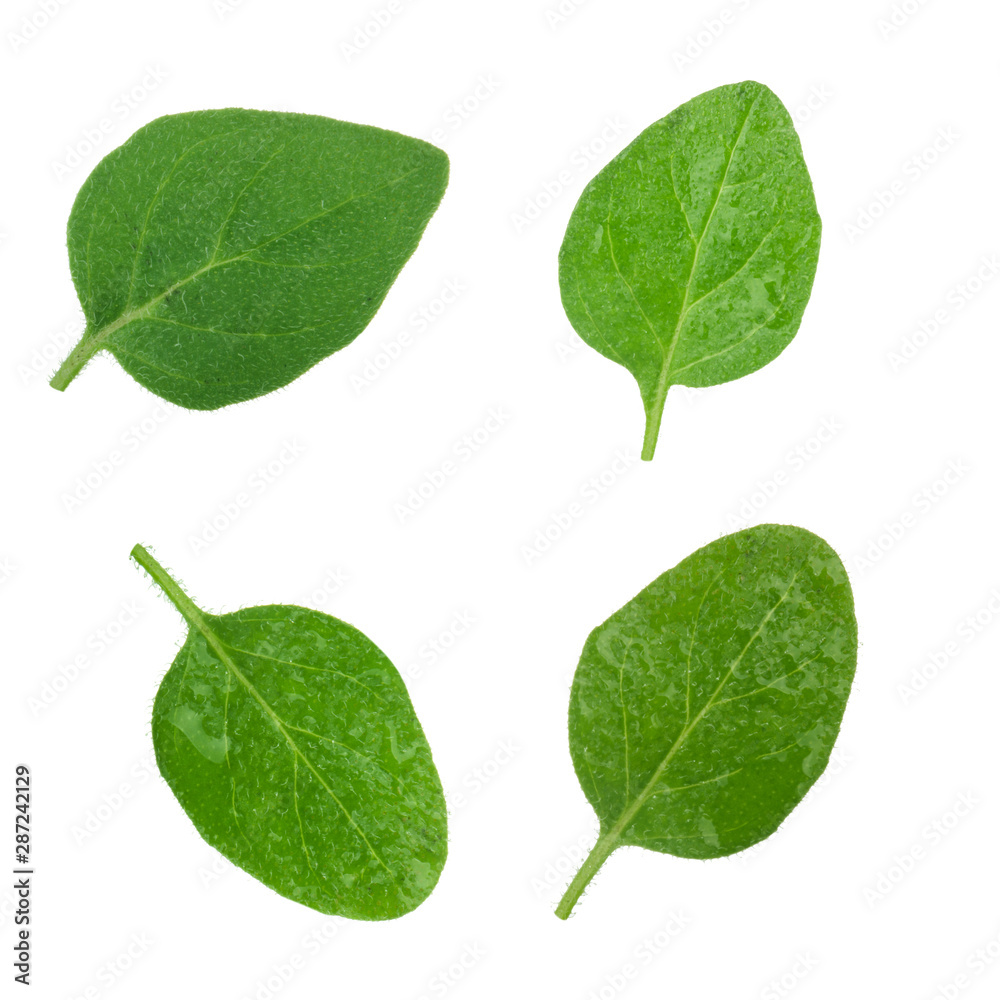set of oregano leaves isolated on white background set of oregano leaves isolated on white background