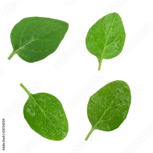 set of oregano leaves isolated on white background