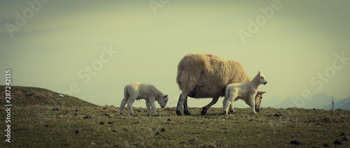 A flock of Scottish sheep, Ewes on a single track road at west coast of the Isle of Skye. Scotland UK. Typical Scottish Island scene