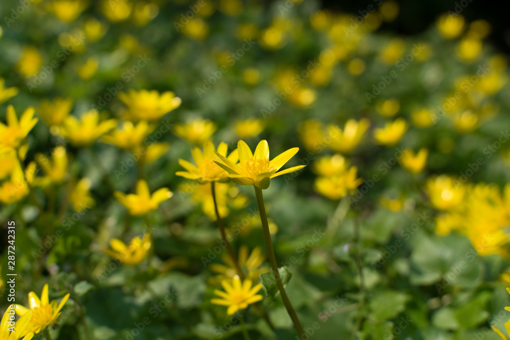 Ficaria verna, lesser celandine, pilewort or ranunculus ficaria Ficaria verna, lesser celandine, pilewort or ranunculus ficaria