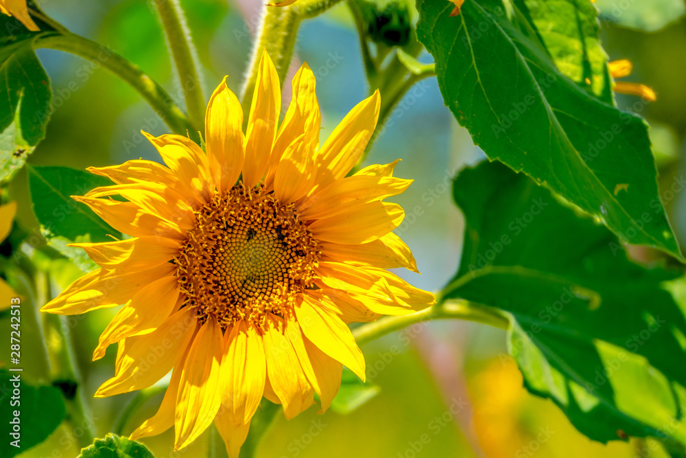 Beautiful Sunflowers around Colorado State Beautiful Sunflowers around Colorado State