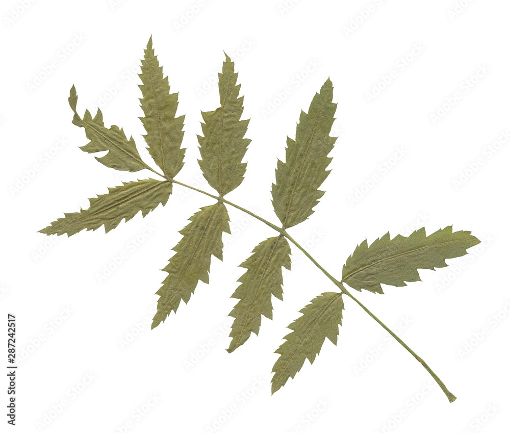 Isolated dried herbal for decoration. Summer leave and flower on the white background. Clip art. Isolated dried herbal for decoration. Summer leave and flower on the white background. Clip art.