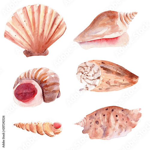 Seashells hand drawn watercolor raster illustration set
