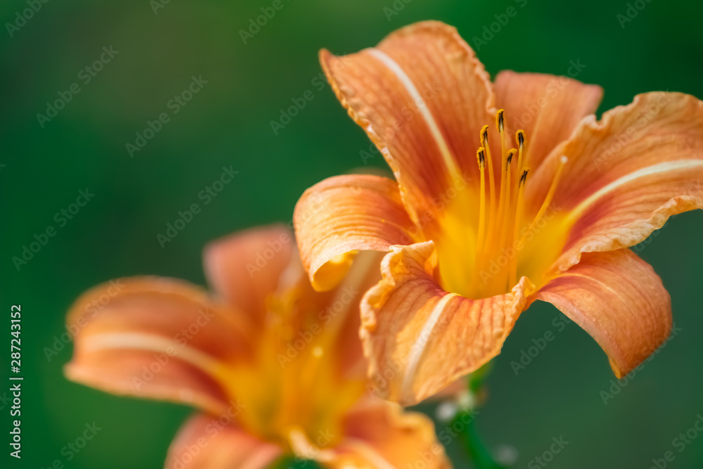 Orange Daylilies on Green Background Orange Daylilies on Green Background