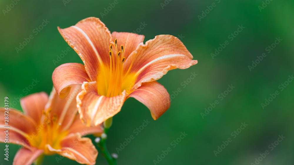 Fototapeta premium Orange Daylilies on Green Background