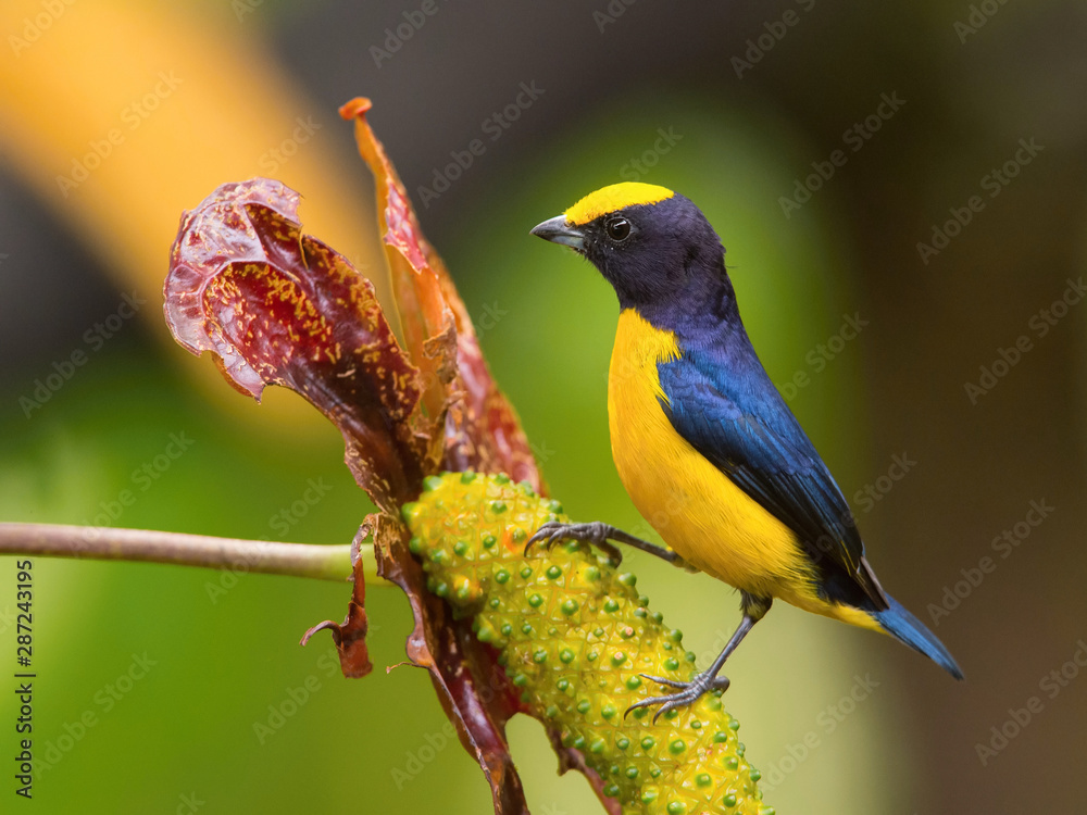 Euphonia xanthogaster or Orange-bellied euphonia The bird is perched on the branch nice natural environment of wildlife of Tobago