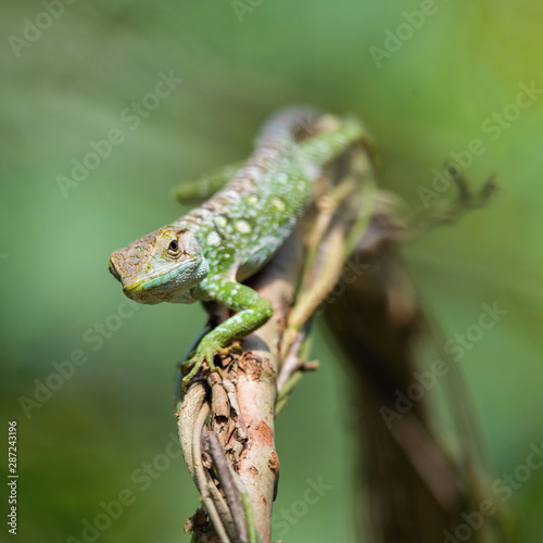 lizard on the branch in the rain forest in Trinidad and Tobago
