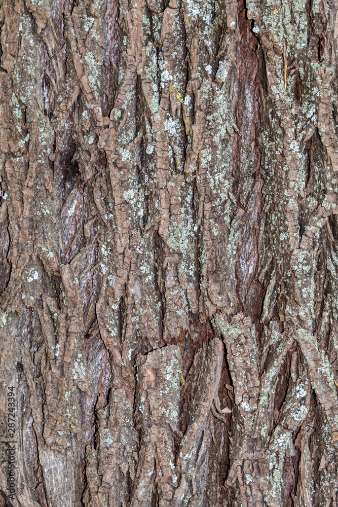 Obraz premium Closeup Tree Bark Texture For Background or Overlay