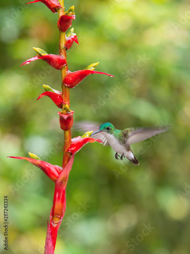 The Andean emerald, Amazilia franciae, hummingbird is soaring and drinking the nectar from the beautiful flower in the rain forest environment, nice colorful bokeh background, Ecuador