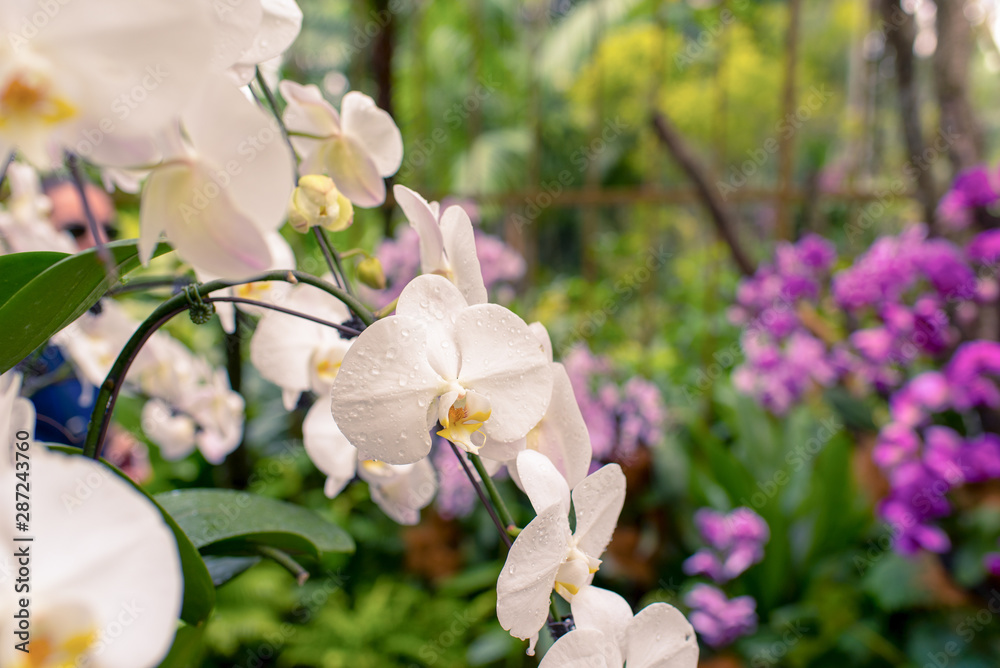 Fototapeta premium White orchid in Singapore