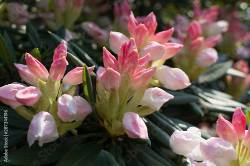 White and pink rhododendron pseudochrysanthum flowers in spring garden